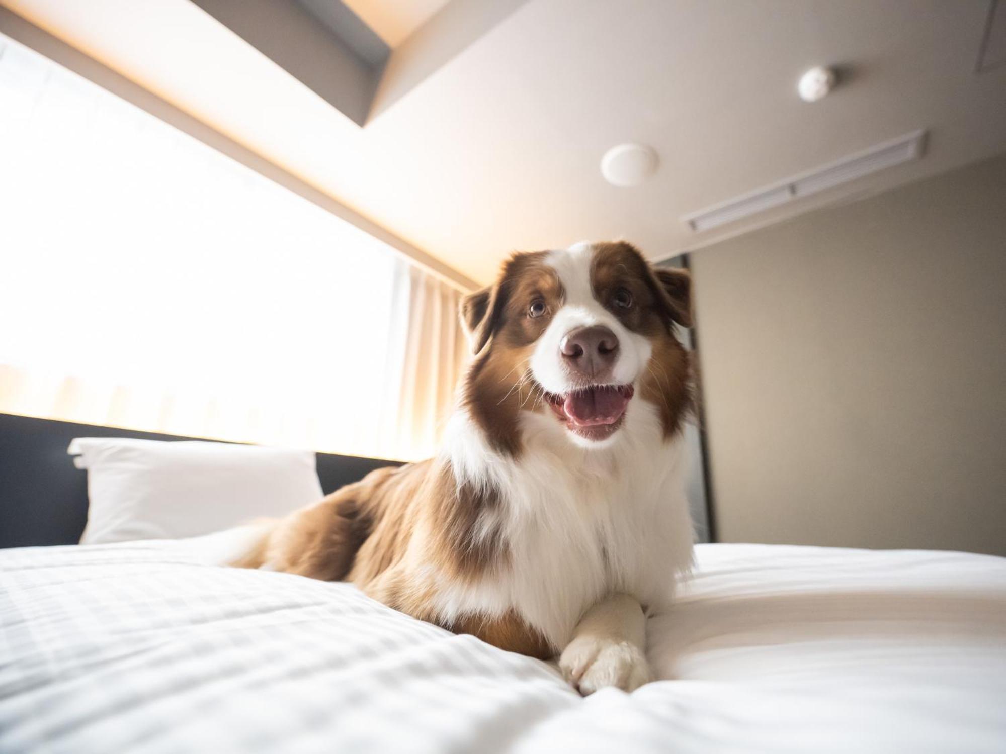 Hotel Anddoggy Kyoto Nijo Extérieur photo