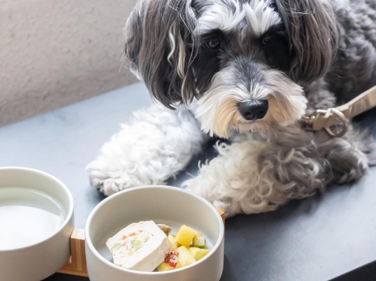 Hotel Anddoggy Kyoto Nijo Extérieur photo
