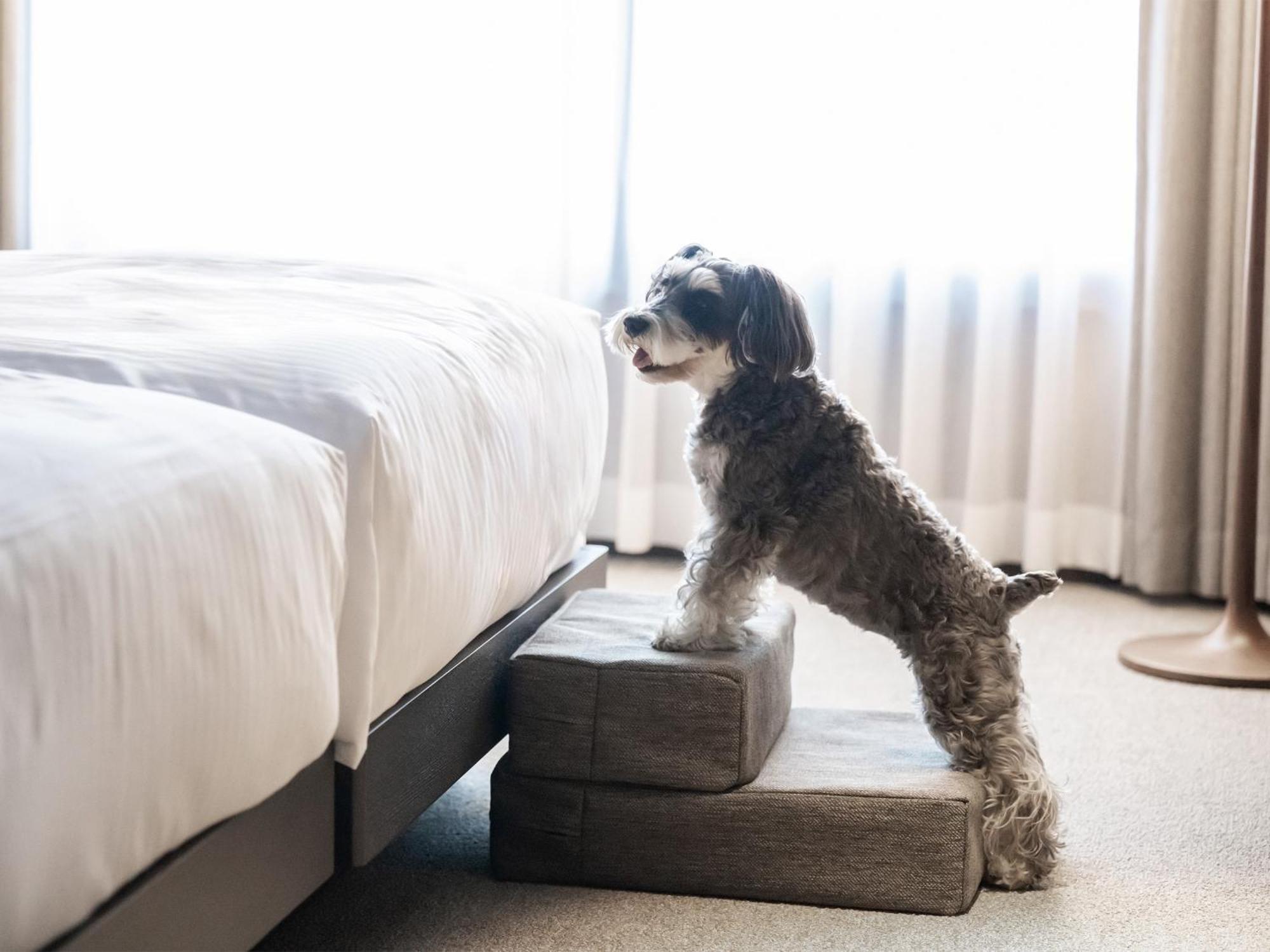 Hotel Anddoggy Kyoto Nijo Extérieur photo